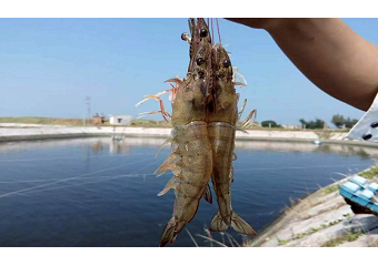 拒绝“靠天吃饭” 锐捷网络助力渔家傲打造智慧水产养殖